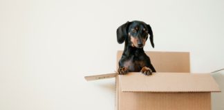 dog-in-a-box
