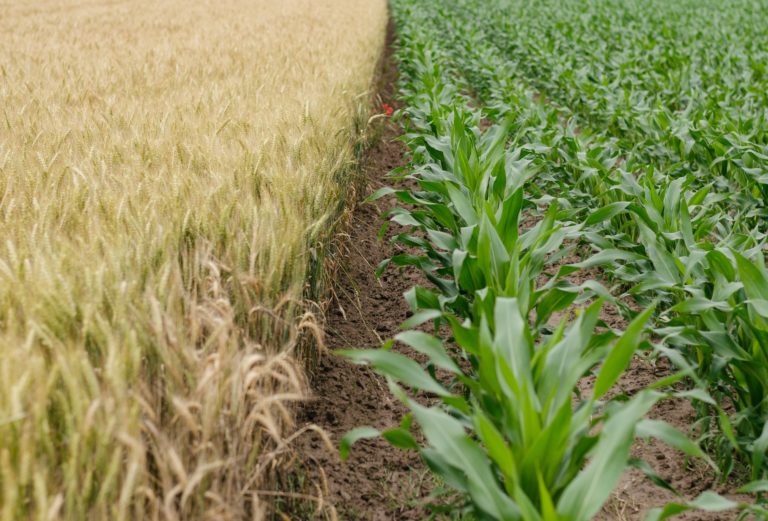 Oxford-based agtech startup MoA Technology raises €7 million to fight the herbicide resistance crisis