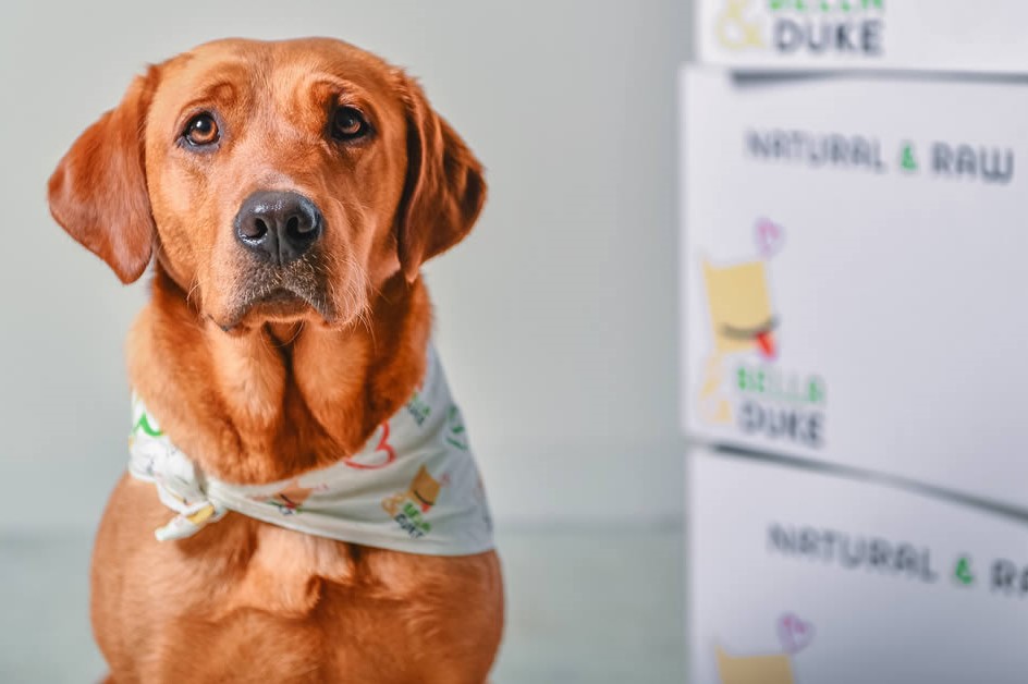 Scotland-based Bella & Duke raises €3.9 million to grow its raw pet food  delivery | EU-Startups