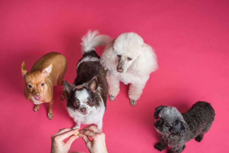 Yummypets, the social network for pet lovers, secures €1.5 million