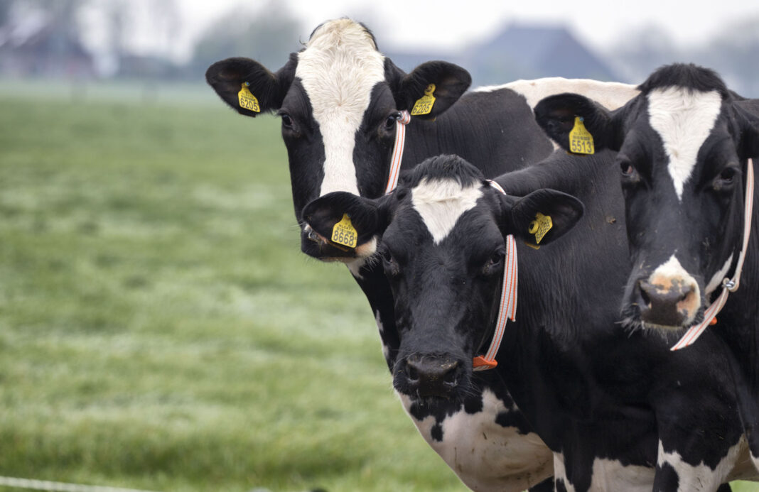 Dutch startup Connecterra lands €7.8 million to make the dairy ...