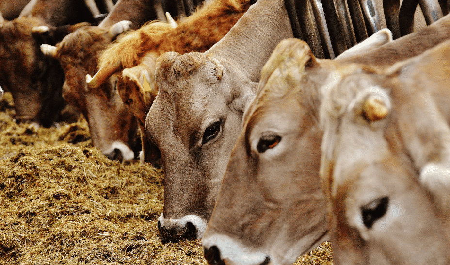 British AgriTech startup Antler Bio raises €3.6 million to help farmers increase milk yield